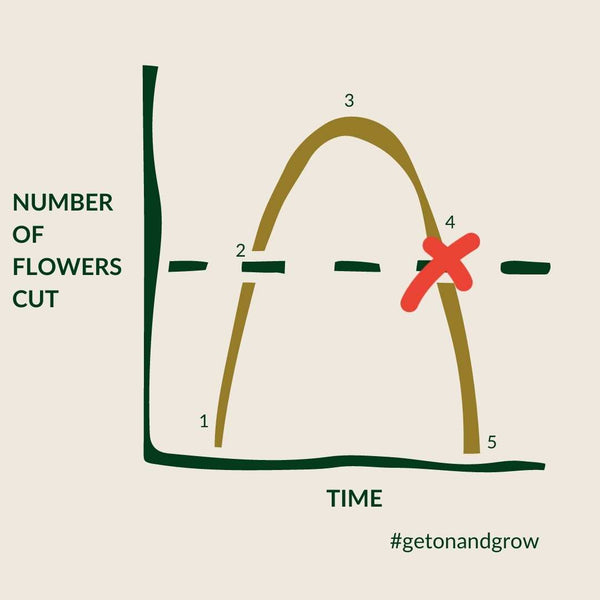 The key to succession planting is counting the stems on your flower farm