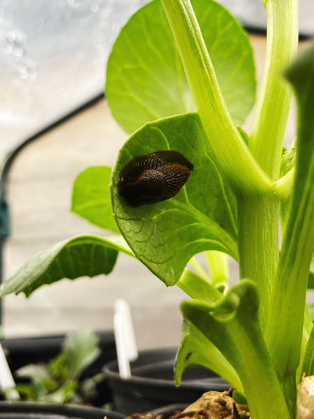 5 Eco-friendly and pet friendly ways to stop slug damage on plants without pesticides