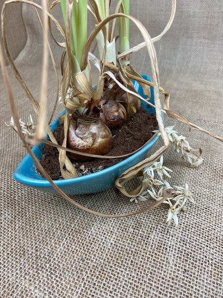 What to do when your indoor bulbs start to die.