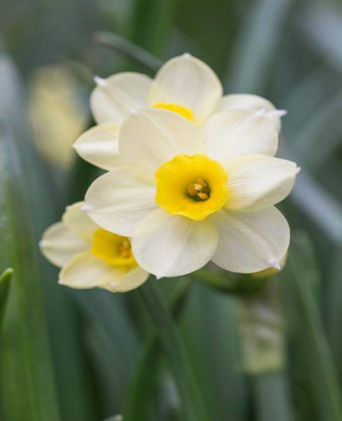 5 tips for looking after Spring bulbs indoors!