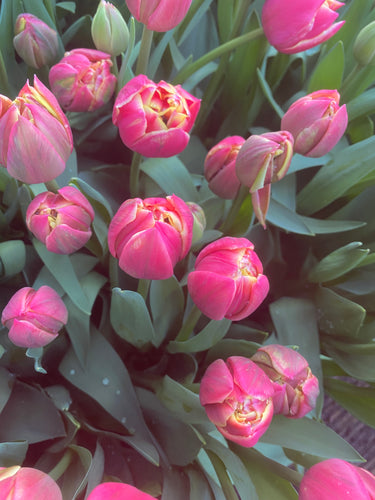 Tulip Bouquets - April 12, 13, 14